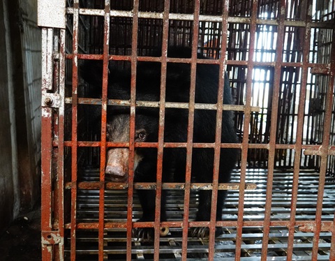 Chú gấu ngựa cuối cùng tại Hà Nam vừa được cứu hộ - Ảnh 3. Chú gấu bị nuôi nhốt gần 20 năm vừa được giải cứu - Ảnh: Tổ chức Động vật châu Á