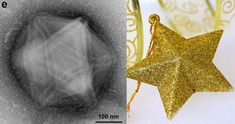 Vi rút khổng lồ giống người ngoài hành tinh được tìm thấy ở Massachusetts - Ảnh 6. Virus 'christmas star' (trái) và một ngôi sao trên cây thông Noel (phải) - Ảnh: BIORXIV