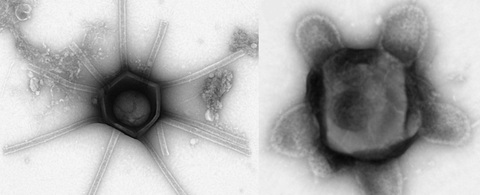 Vi rút khổng lồ giống người ngoài hành tinh được tìm thấy ở Massachusetts - Ảnh 1. Virus khổng lồ 'Gorgo' và 'tutle' - Ảnh: BIORXIV
