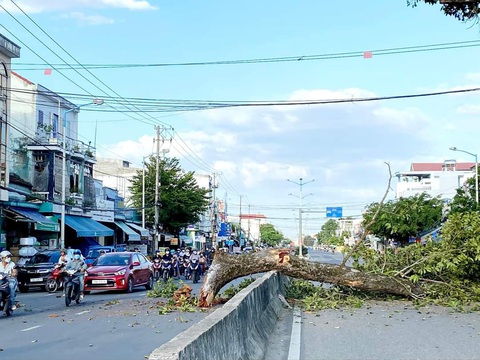 Nhánh cây dầu đôi Khánh Hòa gãy đổ xuống đường làm tắc nghẽn giao thông - Ảnh 1. Nhánh cây dầu đôi ngã tràn qua hai làn đường, đè lên dải phân cách - Ảnh: HIẾU THUẬN