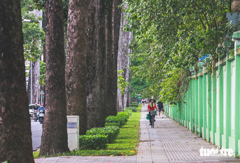 Xanh ngắt những hàng cây trăm tuổi ở TP.HCM - Ảnh 6. Theo người dân khu vực, hàng cây trên đường Nguyễn Bỉnh Khiêm (quận 1) đã được trồng từ những năm 1890. Đa số giống được chọn là cây sọ khỉ, chiều cao của cây có thể lên đến hàng chục mét, phải ba người mới ôm xuể thân cây.