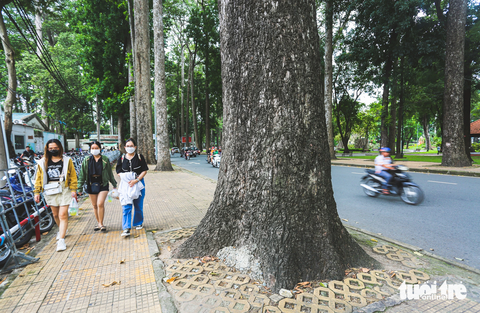 Những hàng cây còn xanh ngắt ở TP.HCM: Dân mong đừng bị chặt ‘vô tội vạ’ - Ảnh 9. Ông Nguyễn Hải (74 tuổi, ngụ quận 1) cho biết: “Cây xanh dọc các con đường quận 1, quận 3 này đã gắn liền với bao kỷ niệm của tôi và người dân nơi đây. Tôi có cơ hội được chứng kiến hàng cây phát triển từ bé đến giờ, có nhiều cây được trồng cả trăm năm, hơn cả tuổi tôi. Theo thời gian có một vài cây đã quá già yếu, còn lại vẫn sừng sững đứng đó. Đáng buồn thay khi một vài hàng cây xanh ấy lại bị bạo hành bằng muôn kiểu! Những vết chai sần, sẹo lồi lõm do vết đinh đóng còn để lại. Bộ rễ trộn lẫn với xi măng đang oằn mình kiếm lỗ thở. Tệ hơn nữa, không ít cây cổ thụ bị cắt tỉa vô tội vạ, trơ trụi cành lá hệt như những cây đã chết”, ông Hải nói.