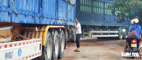 Bắc Giang: phạt công trình vi phạm đất rừng xong để tồn tại? - Ảnh 4. Các xe tải lớn vẫn thường xuyên ra vào lấy hàng công khai tại những xưởng chế biến gỗ chưa được cấp phép nhưng không thấy chính quyền địa phương kiểm tra, xử lý dứt điểm - Ảnh: T.THẮNG