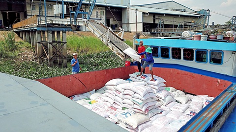 Phải khôn khéo trước "cơn sốt" giá gạo - Ảnh 1. Vận chuyển gạo xuất khẩu tại một doanh nghiệp ở huyện Phú Tân, An Giang - Ảnh: CHÍ QUỐC