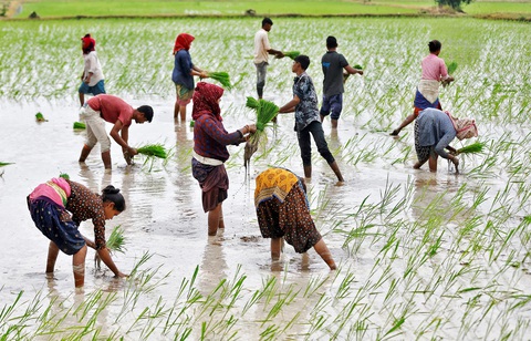 An ninh lương thực toàn cầu: Không lo thiếu cung, chỉ lo thiếu tiền - Ảnh 1. Cấy lúa ở ngoại ô thành phố Ahmedabad, Ấn Độ, vào ngày 21-7-2023 - Ảnh: Reuters