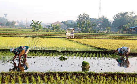 Indonesia dành riêng 500.000 ha đất trồng lúa, ứng phó hạn hán do El Nino - Ảnh 1. Nông dân làm việc trên cánh đồng lúa ở Trung Java, Indonesia. Ảnh: thejakartapost.com