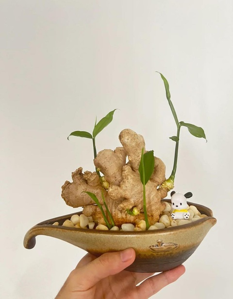 Ảnh vui 8-8: Chiếc bánh kem khiến khách sang chấn tâm lý - Ảnh 5. Cũng có thứ gọi là "bonsai".