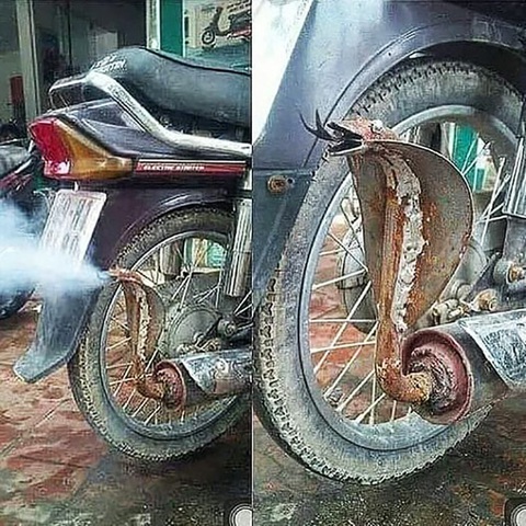 Ảnh vui 8-8: Chiếc bánh kem khiến khách sang chấn tâm lý - Ảnh 6. Xà-pô.