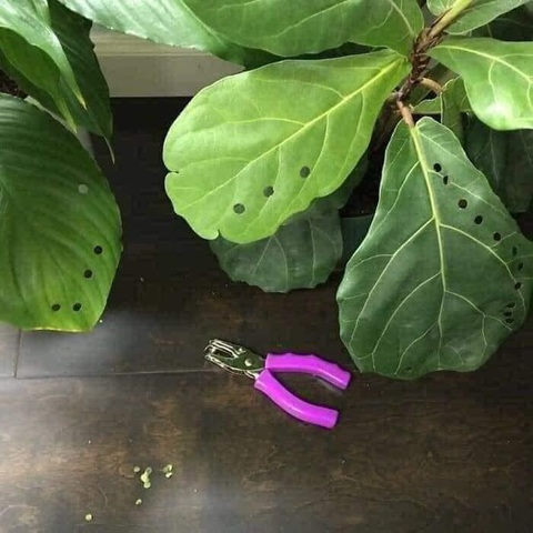 Ảnh vui 8-8: Chiếc bánh kem khiến khách sang chấn tâm lý - Ảnh 2. Lá cũng biết đau đó bà nội.