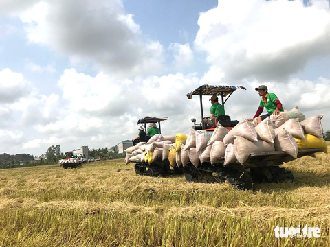 Giá gạo tăng nóng, doanh nghiệp xuất khẩu gặp khó - Ảnh 1. Nông dân ĐBSCL thu hoạch lúa vụ hè thu