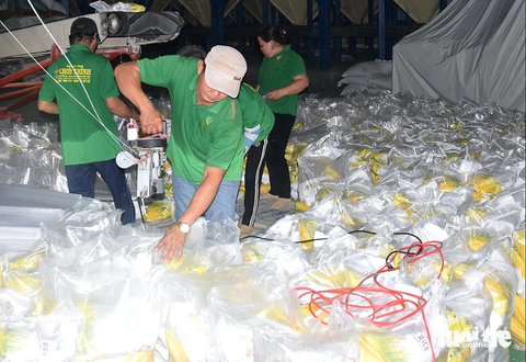 Giá gạo tăng nóng, doanh nghiệp xuất khẩu gặp khó - Ảnh 2. Đóng gói gạo xuất khẩu tại Công ty TNHH xuất nhập khẩu Chơn Chính (huyện Tháp Mười, Đồng Tháp) - Ảnh: Đ.TUYẾT