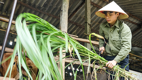 Đang làm công nhân, nhận tin đỗ thủ khoa - Ảnh 1. Ngoài thời gian đi học, làm thêm, Phượng tự tay chăm mảnh vườn trồng cỏ nuôi con bò giống trong nhà - Ảnh: NGUYỄN HIỀN