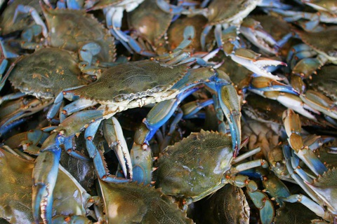 BLUE SWIMMING CRABS