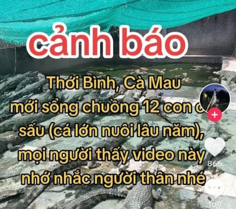 Kết quả xử lý vụ 12 con cá sấu sổng chuồng ở Cà Mau - Ảnh 1. Sau vài ngày đăng tải, thông tin 12 con cá sấu sổng chuồng đã thu hút hơn 50.000 lượt xem - Ảnh: THANH HUYỀN chụp màn hình