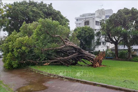 Nhật Bản, Hàn Quốc, Triều Tiên tăng cường ứng phó với bão Khanun - Ảnh 1. Cây cối bị gió quật đổ do ảnh hưởng của bão Khanun tại Okinawa, Nhật Bản ngày 2-8-2023 - Ảnh: AFP/TTXVN