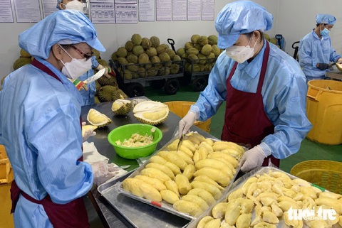 Sơ chế sầu riêng cấp đông tại một doanh nghiệp ở huyện Xuân Lộc, Đồng Nai - Ảnh: A LỘC Sơ chế sầu riêng cấp đông xuất khẩu tại một doanh nghiệp ở huyện Xuân Lộc, Đồng Nai - Ảnh: A LỘC