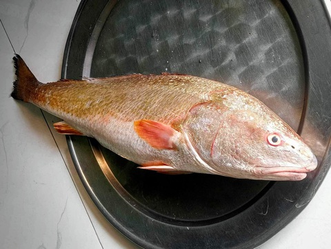 Nhiều người hỏi mua con cá giống cá sủ vàng của ngư dân - Ảnh 2. Con cá sủ này nặng 3,5kg, vảy có màu vàng, vây màu đỏ - Ảnh: N.H.Đ.