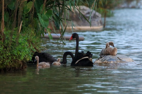 Nghỉ lễ 2/9, trẻ em thành Vinh nô nức đổ về Eco Central Park ngắm thiên nga mới sinh - Ảnh 5. Một gia đình thiên nga khác bơi lội tại hồ thiên nga, khu đô thị Ecopark