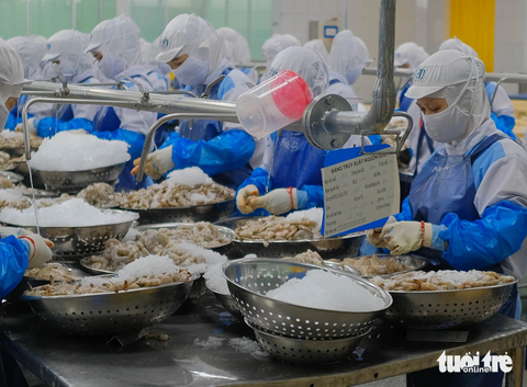 Xuất khẩu thủy sản, gỗ giảm sâu, ngành nông nghiệp vẫn quyết tâm cả năm đạt 54-55 tỉ USD- Ảnh 3. Công nhân chế biến tôm tại một nhà máy ở TP Đà Nẵng - Ảnh: TẤN LỰC