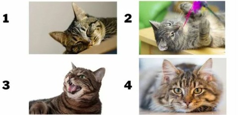 Quiz: Bạn đang che giấu điều gì trong tính cách của mình? - Ảnh 1. Quiz: Bạn đang che giấu điều gì trong tính cách của mình? - Ảnh 1.