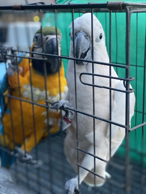 Công an TP.HCM bắt thêm nhóm cháu đàn em Năm 'Cam' cưỡng đoạt tiền ở chợ Bình Điền - Ảnh 5. Những con vẹt quý hiếm công an thu giữ tại quán cà phê của Nguyễn Văn Tuấn - Ảnh: Công an cung cấp