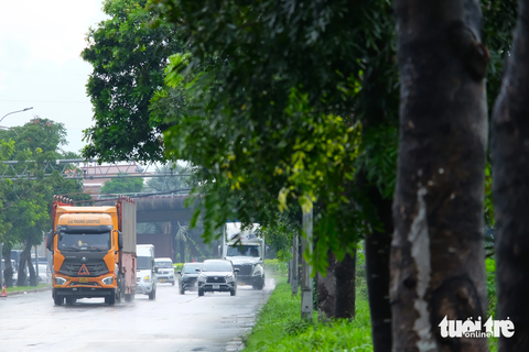 Hiện trạng đường Nguyễn Văn Linh sẽ được trồng sen làm điểm check-in mới - Ảnh 4. Trên đường Nguyễn Văn Linh, dải phân cách đang được trồng cây xanh cao lớn, tán cây sum sê
