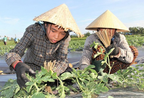 Dưới cái nắng oi bức tháng 8, hai mẹ con cố làm để có đủ tiền cho con gái Lê Kiều Trinh nhập học Ảnh: TRẦN MAI Dưới cái nắng oi bức tháng 8, hai mẹ con cố làm để có đủ tiền cho con gái Lê Kiều Trinh nhập học Ảnh: TRẦN MAI