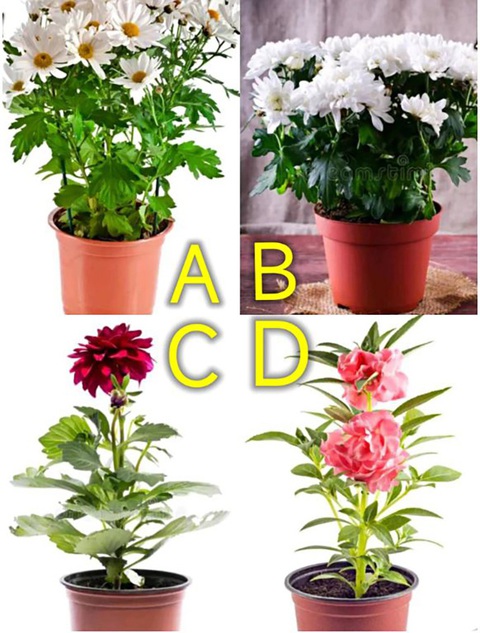 Quiz: Bạn có phải là người may mắn? - Ảnh 1. Quiz: Bạn có phải là người may mắn? - Ảnh 1.