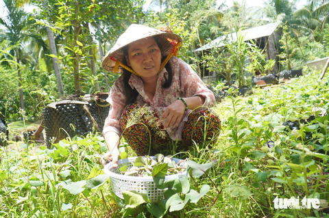 Chị Võ Thị Hương – mẹ của tân sinh viên Nguyễn Thị Thanh Tuyền, đang cắt rau để chuẩn bị cho bữa cơm đơn giản của ba mẹ con - Ảnh: MẬU TRƯỜNG Chị Hương cắt rau để chuẩn bị cho bữa cơm của ba mẹ con - Ảnh: MẬU TRƯỜNG