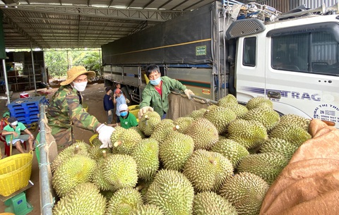 Nhập kho sầu riêng  - Ảnh: T.TÂN