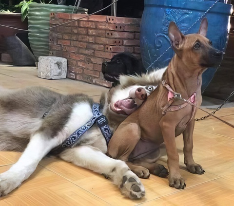 Ảnh vui 13-9: Chỉ người nuôi mèo mới biết cục tròn tròn là gì - Ảnh 2. Sen ơi, sao mày đem cái thằng này về làm gì vậy?