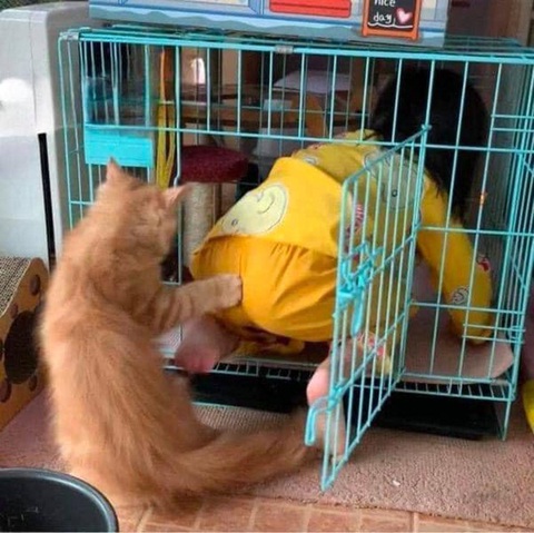 Ảnh vui 14-9: Khi thú cưng nổi loạn - Ảnh 1. Vào đi sen! Thú cưng cũng có lúc phải nổi loạn chứ!