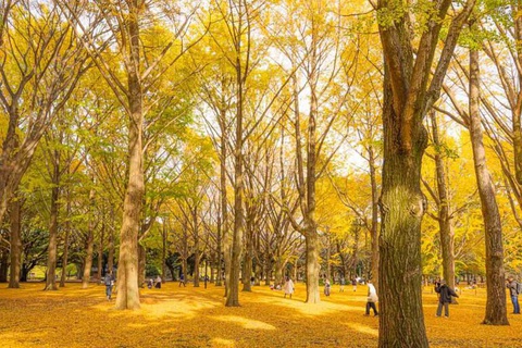Cảnh sắc mùa thu ở công viên Yoyogi - Ảnh: tokyotourists.com Cảnh sắc mùa thu ở công viên Yoyogi - Ảnh: tokyotourists.com