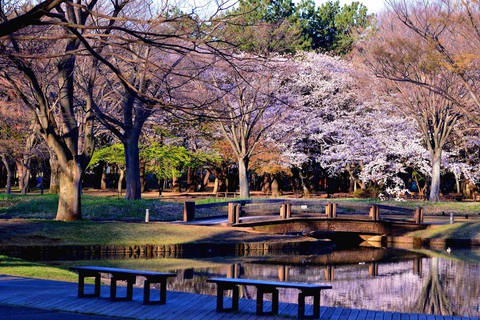 Hoa anh đào nở rộ ở công viên Yoyogi - Ảnh: The Gate Hoa anh đào nở rộ ở công viên Yoyogi - Ảnh: The Gate