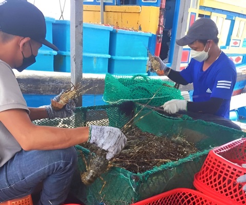 Thiếu hụt tôm hùm giống người dân để trống lồng - Ảnh 1. Người nuôi tôm hùm Cam Ranh có lãi vì tôm bán được giá - Ảnh: MINH CHIẾN