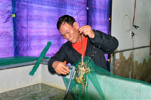 Thiếu hụt tôm hùm giống người dân để trống lồng - Ảnh 5. Nuôi tôm hùm trong bể tại huyện Vạn Ninh (tỉnh Khánh Hòa) - Ảnh: MINH CHIẾN