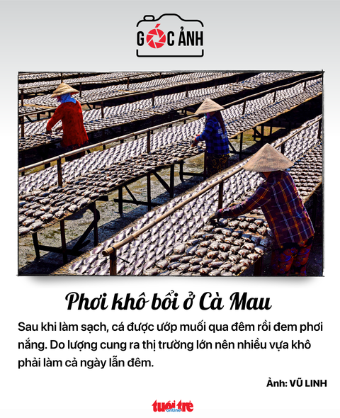 Phơi khô bổi ở Cà Mau - Ảnh: VŨ LINH Phơi khô bổi ở Cà Mau - Ảnh: VŨ LINH
