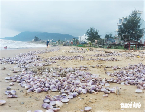 Ngao tím dạt vào bờ dày đặc, người dân đua nhau vớt 'lộc biển' đem bán - Ảnh 1. Những ngày qua, dọc bờ biển xã Cẩm Nhượng bất ngờ xuất hiện hàng tấn ngao dạt vào bờ. Loài ngao này có vỏ màu tím, bị sóng đánh dạt vào bờ. Nhiều vị trí ngao bị sóng biển đánh tấp vào thành đống, tạo thành những vệt dài trên bờ biển.