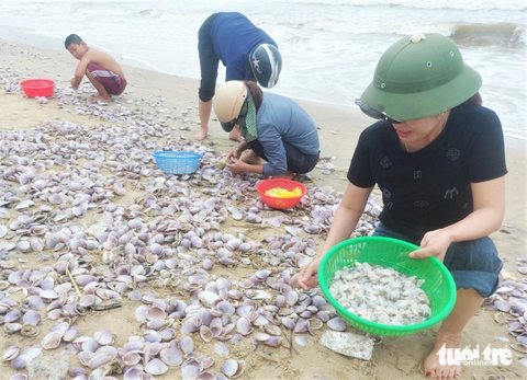 Ngao tím dạt vào bờ dày đặc, người dân đua nhau vớt 'lộc biển' đem bán - Ảnh 2. Ngao tím dạt vào bờ có ngao sống lẫn ngao đã chết chỉ còn vỏ bị trộn lẫn với cát. Người dân ở xã Cẩm Nhượng phát hiện đã tập trung thành nhóm nhặt ngao sống rửa sạch để đưa về chế biến món ăn hoặc đem bán.
