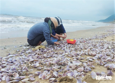 Ngao tím dạt vào bờ dày đặc, người dân đua nhau vớt 'lộc biển' đem bán - Ảnh 3. Một người dân ngụ tại xã Cẩm Nhượng tham gia nhặt ngao trên bờ biển cho biết những ngày qua ngoài biển có sóng lớn dẫn đến các loài nhuyễn thể sống dưới lớp cát ở biển bị sóng đánh dạt vào bờ. Hằng năm dọc bờ biển địa phương ghi nhận loài sò lông bị sóng biển đánh dạt vào bờ nhưng năm nay thì xuất hiện loài ngao có vỏ màu tím này.