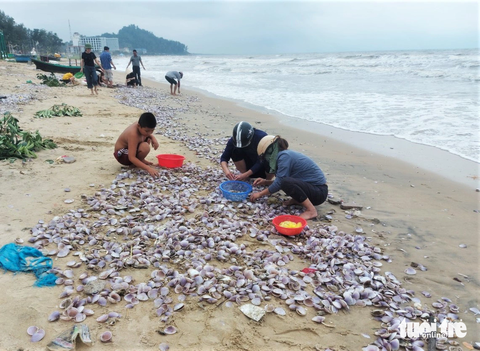 Ngao tím dạt vào bờ dày đặc, người dân đua nhau vớt 'lộc biển' đem bán - Ảnh 5. Hiện tượng ngao tím dạt vào bờ xuất hiện khoảng một tuần trở lại đây. Nhiều ngày qua rất đông người dân ra bờ biển tham gia nhặt ngao, có người mỗi ngày nhặt được 20kg ruột ngao. Đây là lần đầu tiên loài ngao màu tím này xuất hiện tại khu vực bờ biển của xã Cẩm Nhượng.