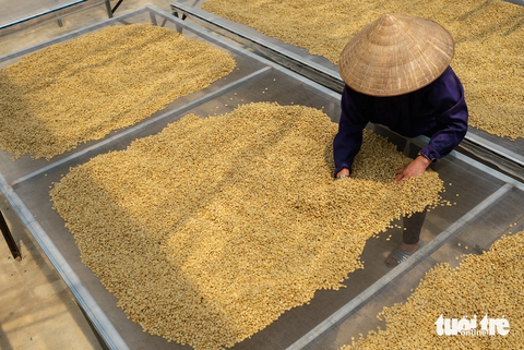 Giá cà phê tăng cao, nông dân không có hàng bán - Ảnh 2. Nông dân Tây Nguyên có thói quen bán cà phê đã qua sơ chế ngay khi kết thúc vụ thu hoạch khoảng 3 tháng và chỉ trữ kho thêm 3 tháng - Ảnh: M.V.