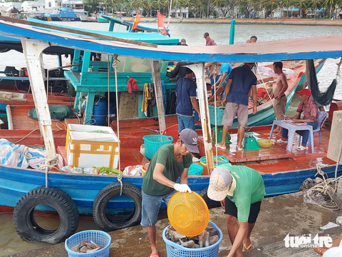 Nhộn nhịp mùa ốc tỏi ở Phú Quốc - Ảnh 1. Ngư dân ở Phú Quốc đi lặn bắt ốc tỏi, ốc giác về bán cho thương lái - Ảnh: CHÍ CÔNG