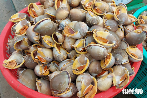 Nhộn nhịp mùa ốc tỏi ở Phú Quốc - Ảnh 2. Ốc tỏi được các thương lái thu mua với giá dao động 160.000 - 200.000 đồng/kg (tùy loại ốc bự hay nhỏ) - Ảnh: CHÍ CÔNG