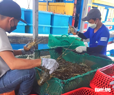 Nuôi tôm hùm ở Cam Ranh - Ảnh: MINH CHIẾN Nuôi tôm hùm ở Cam Ranh - Ảnh: MINH CHIẾN