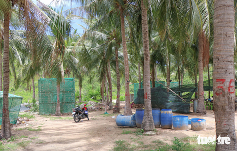 Khu đất do người dân hiến tặng được các hội viên trồng dừa để có kinh phí duy trì hoạt động chi hội - Ảnh: DUY NGỌC Khu đất do người dân hiến tặng được các hội viên trồng dừa để có kinh phí duy trì hoạt động chi hội - Ảnh: DUY NGỌC