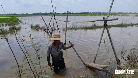 Ngư dân miền Tây đón mùa nước nổi ít bận rộn - Ảnh 2. Ông Lê Văn Hảo (ngụ xã Thường Lạc, huyện Hồng Ngự) lội qua đường nước bơm lúa đến cánh đồng tìm bắt cua trong các hang bờ đê chưa ngập hết nước - Ảnh: ĐẶNG TUYẾT