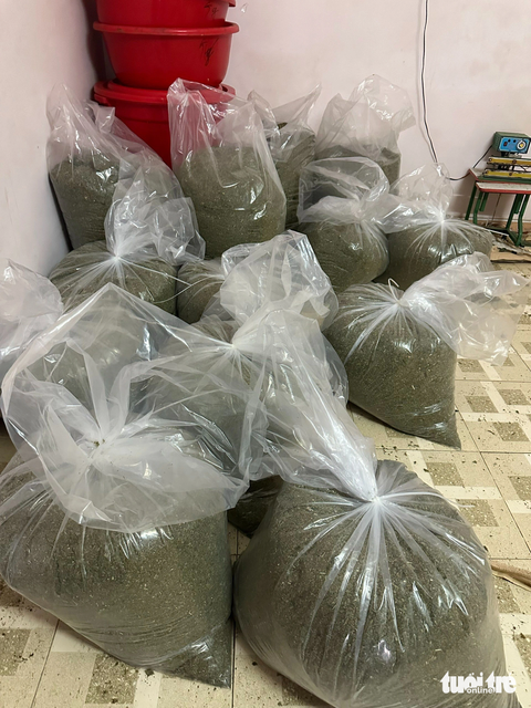 Cỏ Mỹ được bào chế tại 'xưởng' của Đỗ Ngọc Tùng - Ảnh: NGỌC CHI Cỏ Mỹ được bào chế tại 'xưởng' của Đỗ Ngọc Tùng - Ảnh: NGỌC CHI