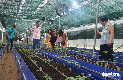 ‘Mục sở thị’ hợp tác xã được Tập đoàn Mỹ Hạnh ‘nổ’ trồng sâm Ngọc Linh gắn mã QR - Ảnh 1. Tập đoàn Mỹ Hạnh "nổ" trồng sâm Ngọc Linh gắn mã QR - Ảnh: QUANG THẾ cắt lại