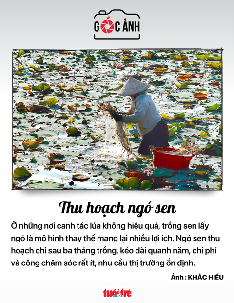 Thu hoạch ngó sen - Ảnh: KHẮC HIẾU Thu hoạch ngó sen - Ảnh: KHẮC HIẾU